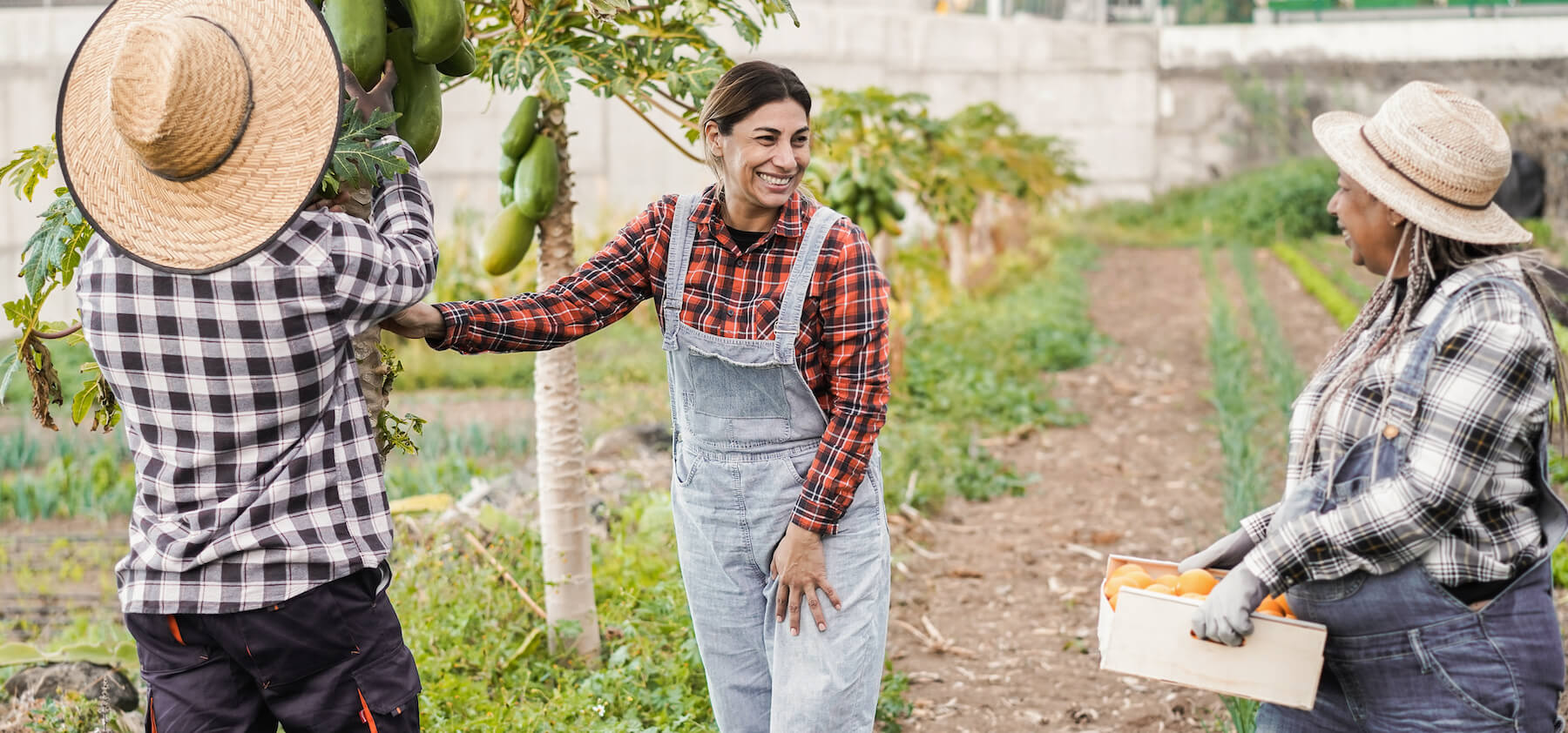 Photo of multiracial people working together in a tropical garden.