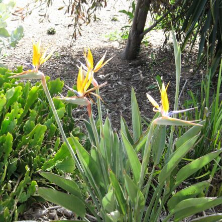 A photo of a Bird of Paradise plant from Julie's garden.